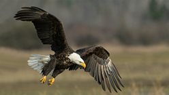 bald-eagle.jpg