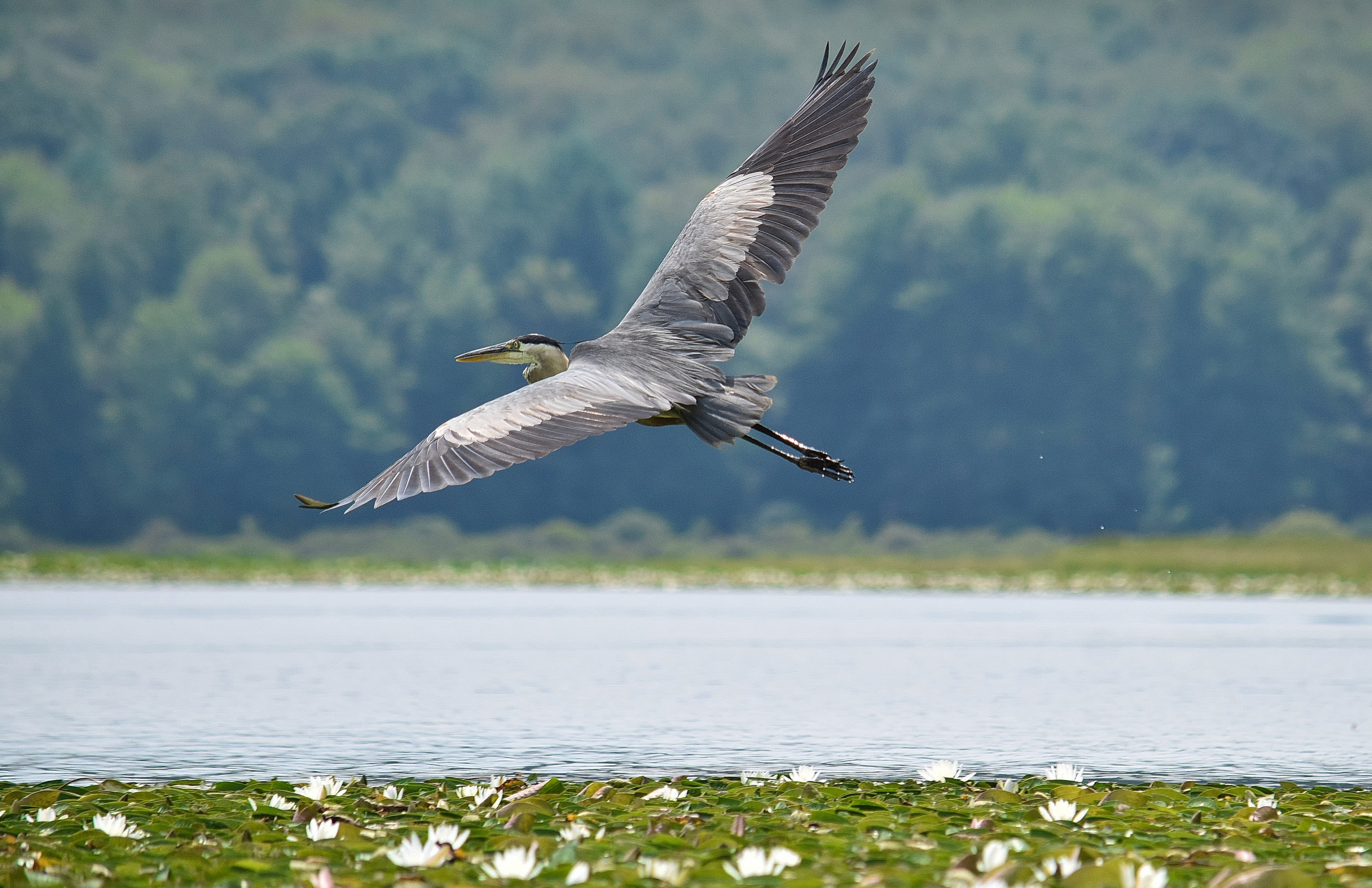 Great-Blue-Heron-Over-Black-Moshannon-2_Blacky_Martha-Colyer-(1).JPG