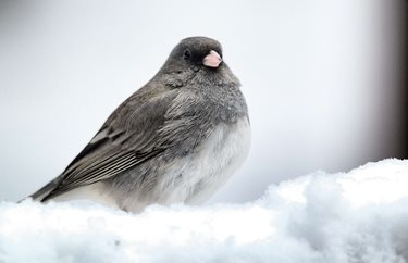 Clearfield Choral Society Conductor
