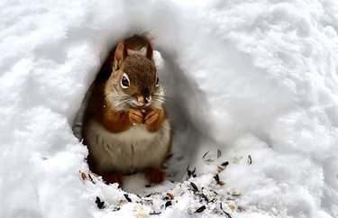 Clearfield Choral Society Conductor