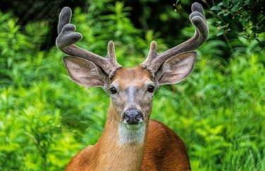 The King from Cleveland OH