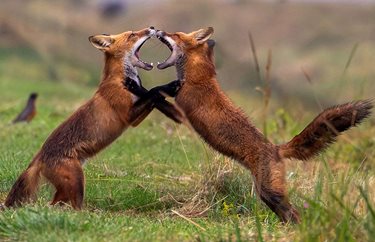 Antique Baritone Saxophone Keys
