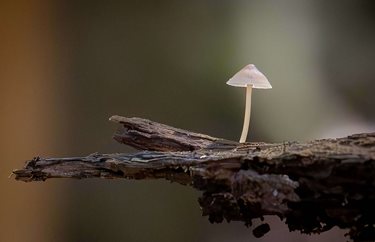 Inside a Betsy Ross Spinet