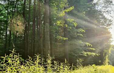 Inside a Betsy Ross Spinet