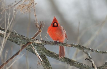 Eisenhower Auditorium Ghost Light