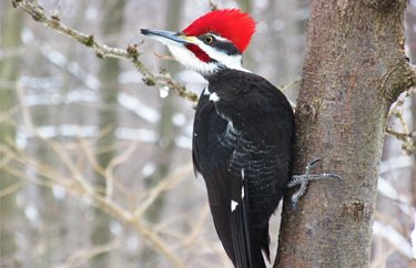 Eisenhower Auditorium Ghost Light
