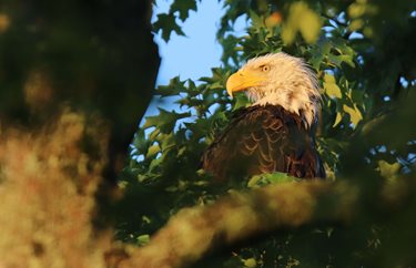 Antique Baritone Saxophone Keys